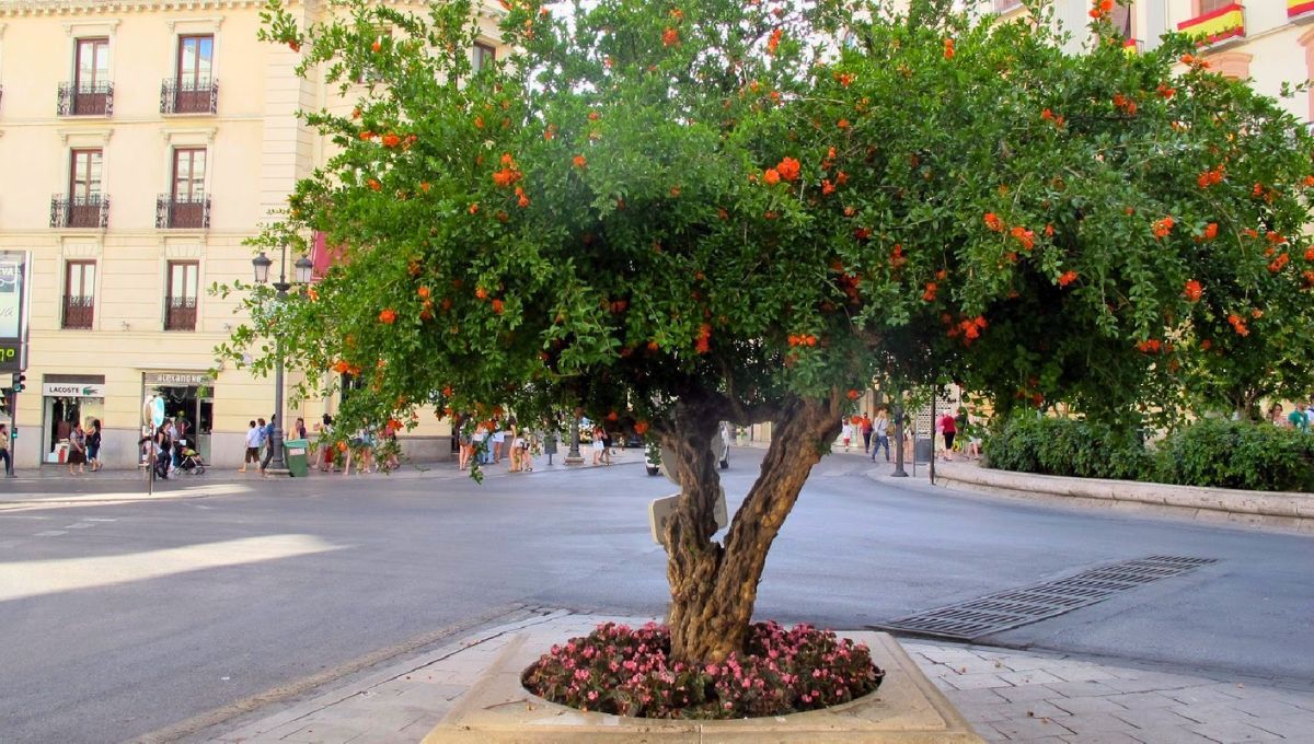 El árbol que todo jardín de casa necesita: no rompe el suelo, es resistente y productivo
