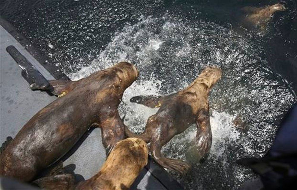 Devuelven al mar nueve leones marinos en Perú