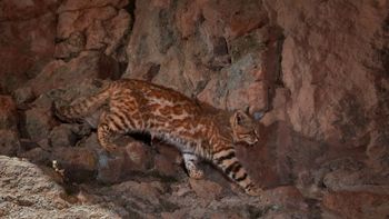 Hacía cinco años que no lo veían: vuelven a registrar un gato autóctono en la Reserva Villavicencio