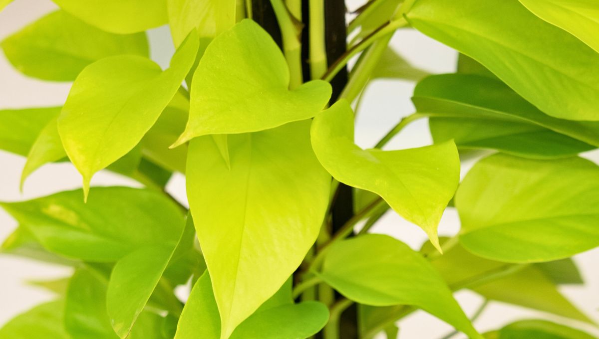 Es una planta de crecimiento rápido, noble y muy difícil de matar. Es una planta de crecimiento rápido, noble y muy difícil de matar.