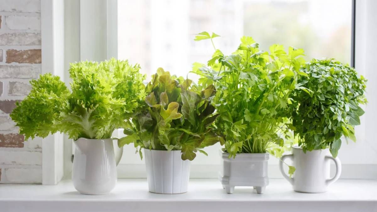 5 plantas de interior para aromatizar tu hogar.