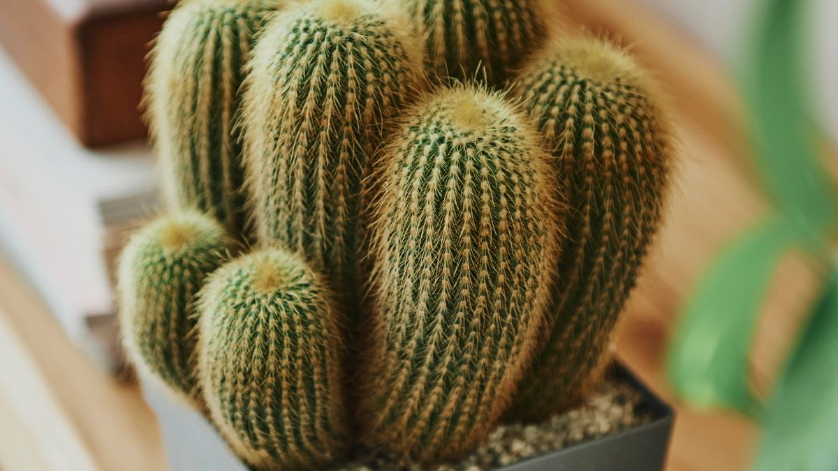 Feng Shui dónde ubicar los cactus para proteger tu hogar