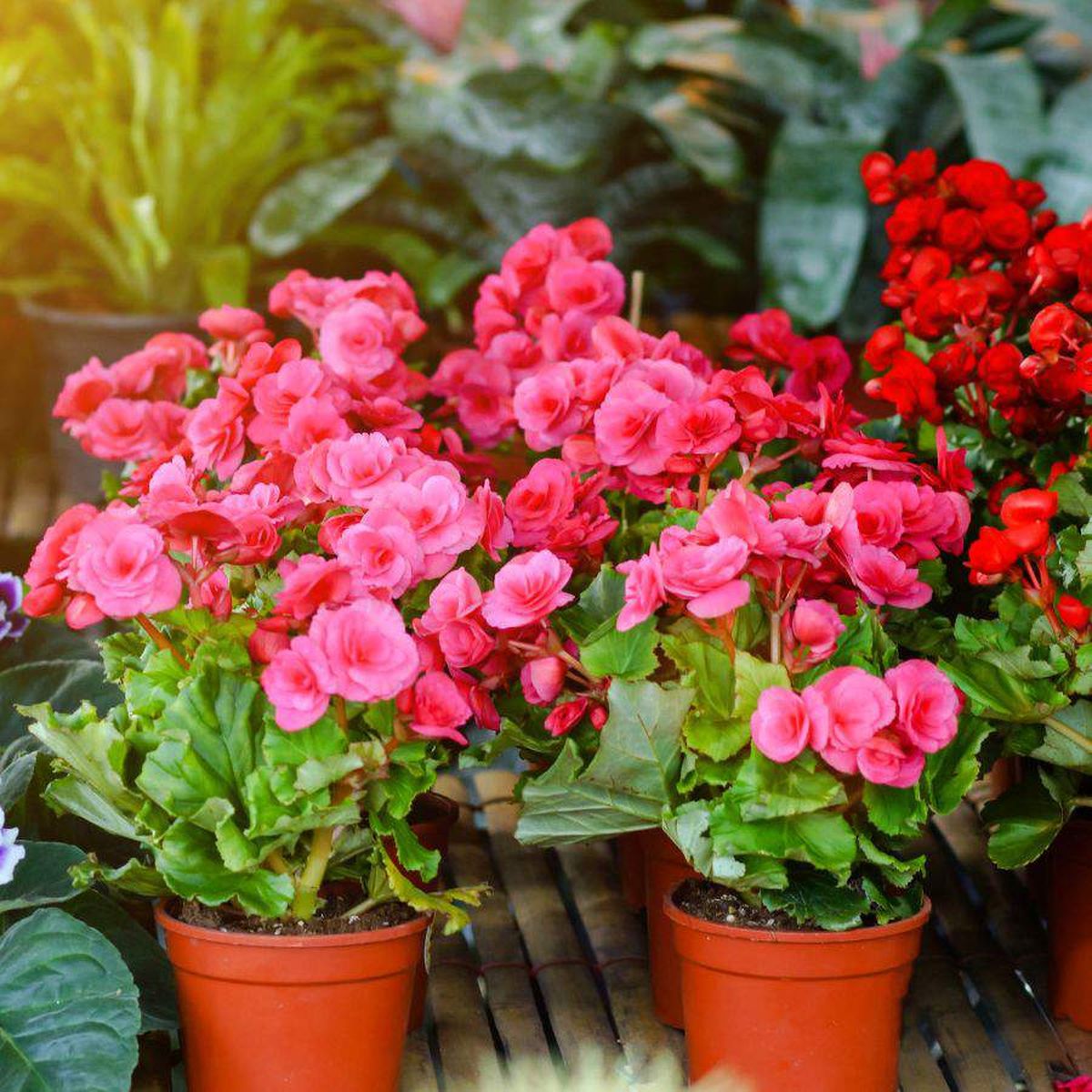 Las begonias son una opción excelente para decorar la terraza. Las begonias son una opción excelente para decorar la terraza.