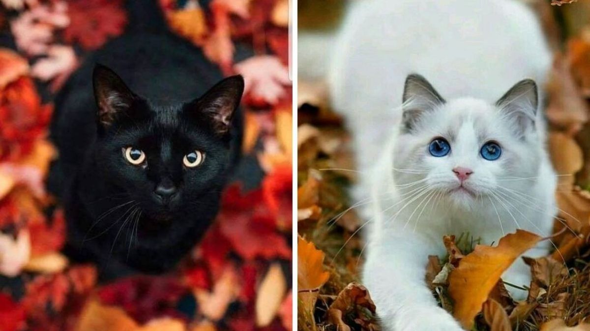 Gato negro y gato blanco. Gato negro y gato blanco.