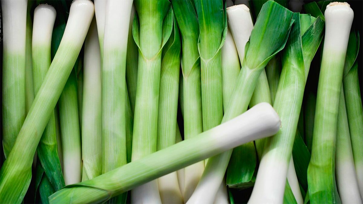 Es de las verduras de primavera que mejora el transito intestinal y es un potente diurético y laxante