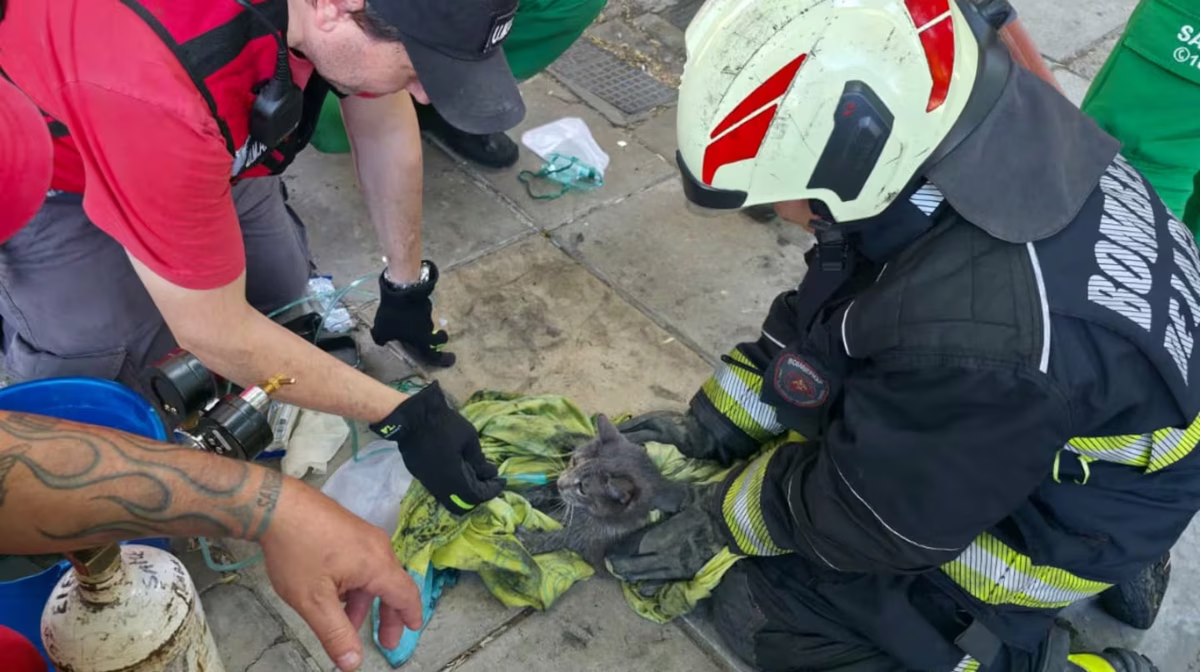 Héroes anónimos. Bomberos reanimaron a un gato que había quedado inconsciente de un incendio. Héroes anónimos. Bomberos reanimaron a un gato que había quedado inconsciente de un incendio. 