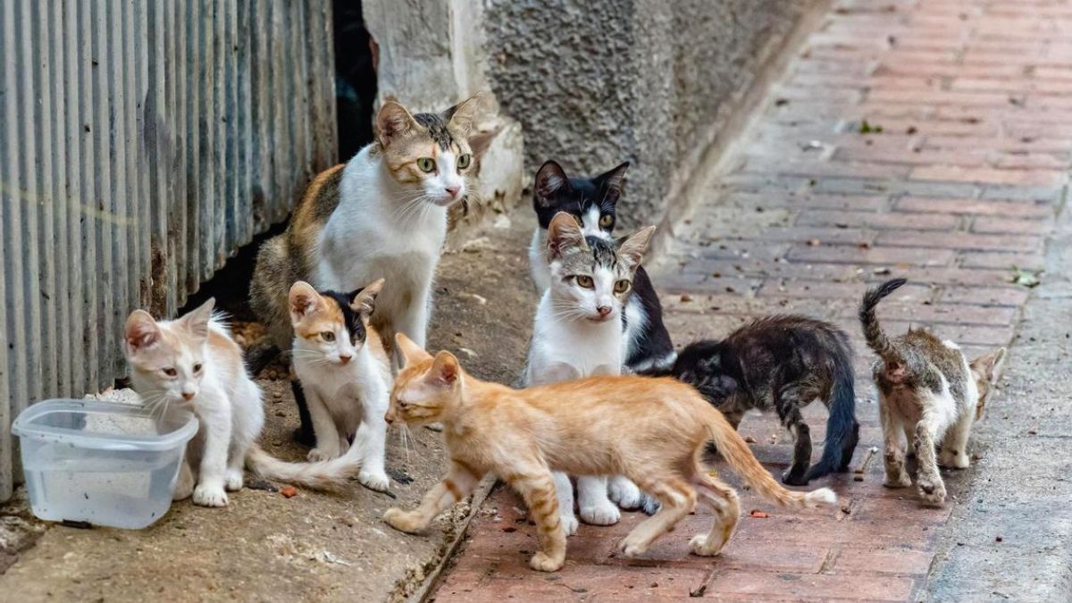 Los gatos callejeros viven como reyes en esta ciudad, potenciando la imagen del lugar.