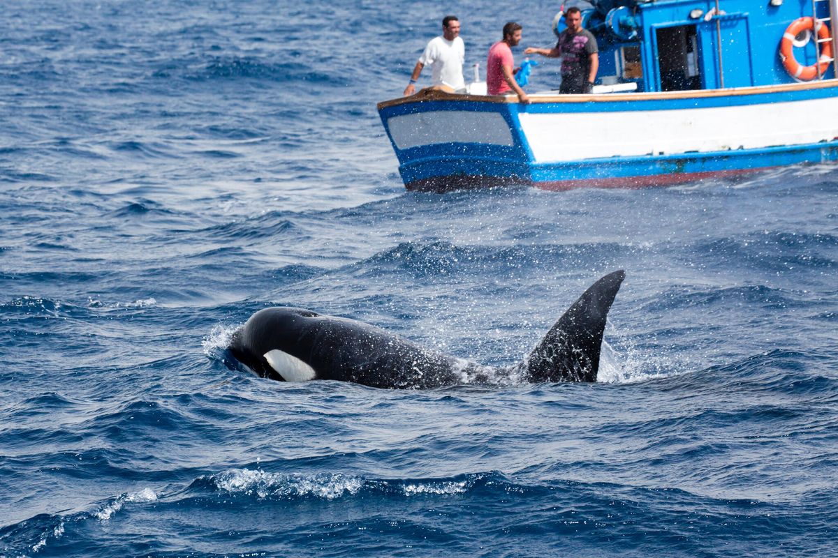 Una strana scoperta sulle orche mette fine a un mistero oceanico