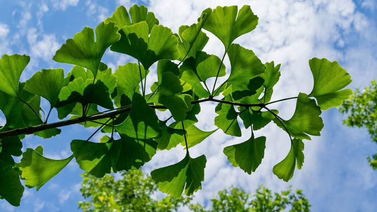 Hojas del árbol Ginkgo Biloba. Hojas del árbol Ginkgo Biloba. 