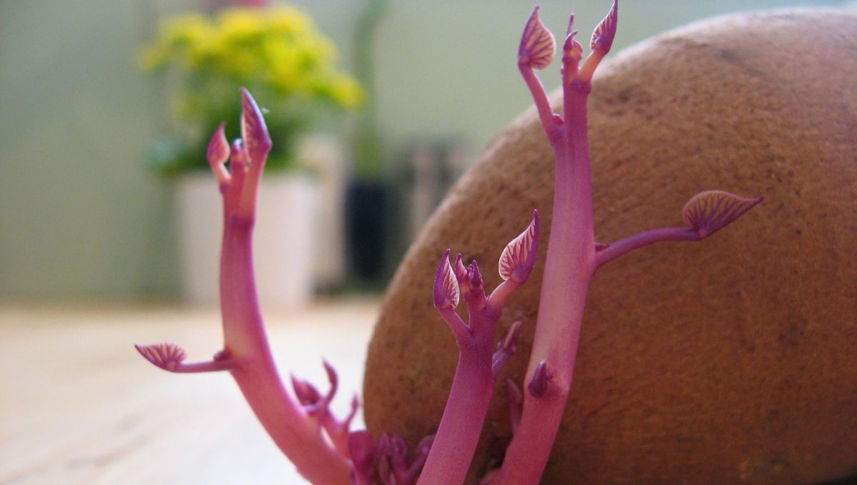 Se recomienda usar macetas bien grandes para que las raíces de la planta tengan bastante espacio. Se recomienda usar macetas bien grandes para que las raíces de la planta tengan bastante espacio.