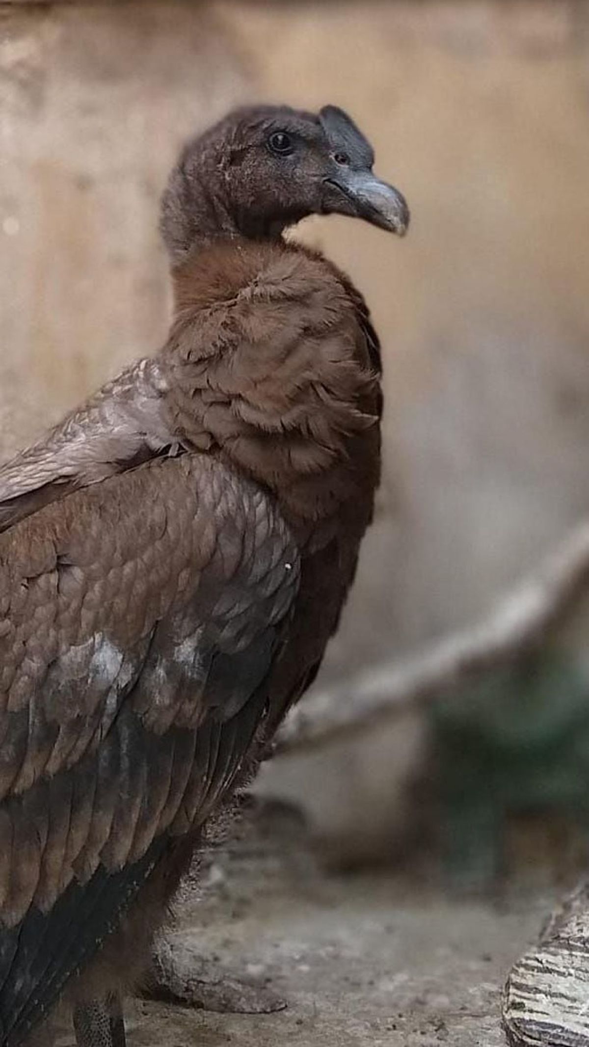 Rescataron un cóndor bajo de peso, lo llamaron Auca y se recupera en la fundación Cullunche