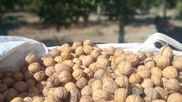 Las nueces mendocinas son competitivas internacionalmente.