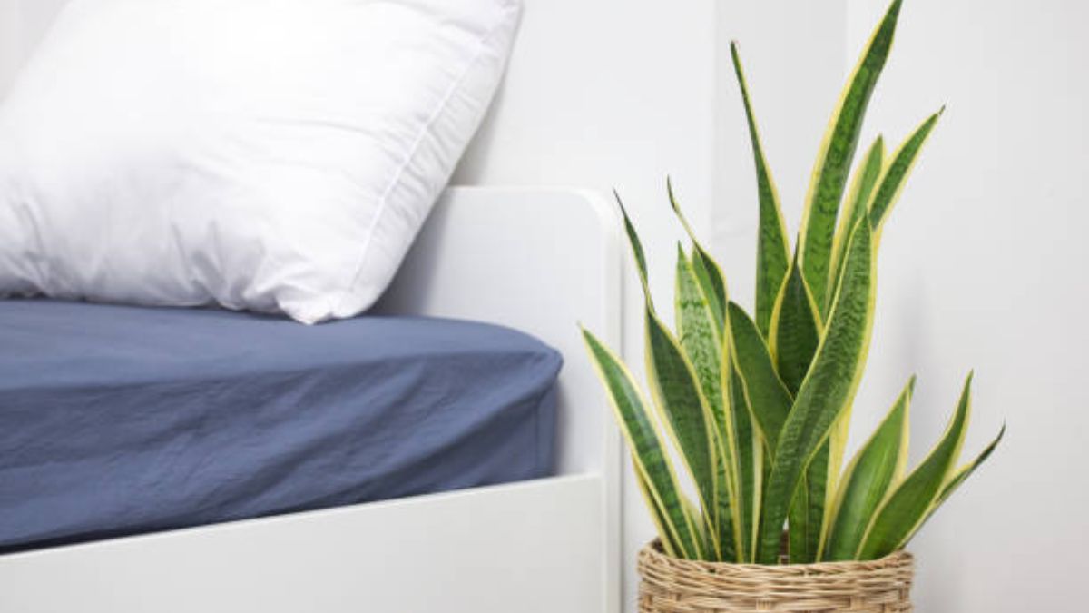 Estos son los beneficios de colocar arena en la sansevieria.&nbsp;