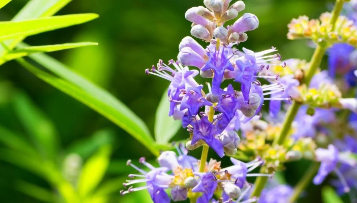 Si vas a podar este arbusto tienes que hacerlo a principios de primavera. Imagen: Freepik. Si vas a podar este arbusto tienes que hacerlo a principios de primavera. Imagen: Freepik.