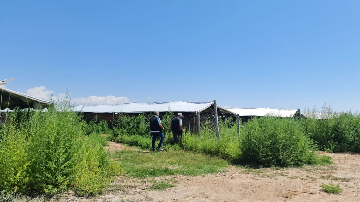 En campos de Tupungato, en el Valle de Uco, y de Colonia Bombal en Maipú se llevaron los operativos para decomisar ajo. En campos de Tupungato, en el Valle de Uco, y de Colonia Bombal en Maipú se llevaron los operativos para decomisar ajo.