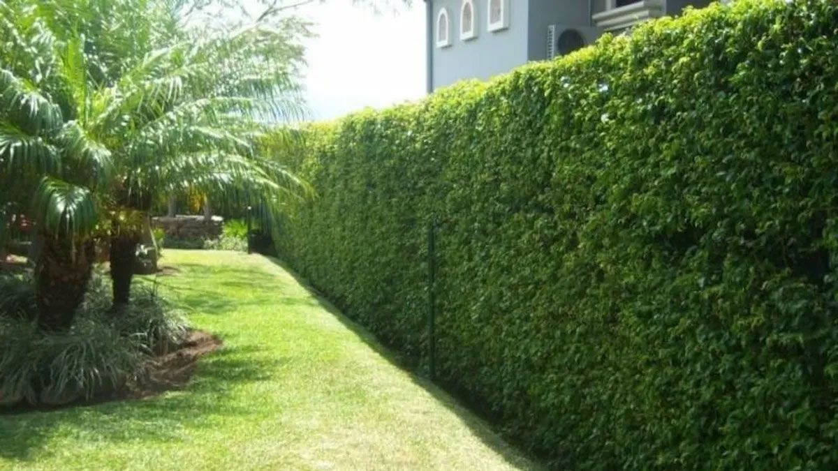 La planta de ligustrín es especial para crear cercos naturales en el jardín. La planta de ligustrín es especial para crear cercos naturales en el jardín.