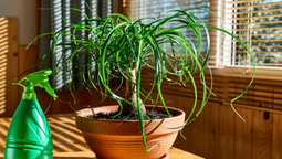 Estas plantas se desarrollan perfectamente en el interior de la vivienda.