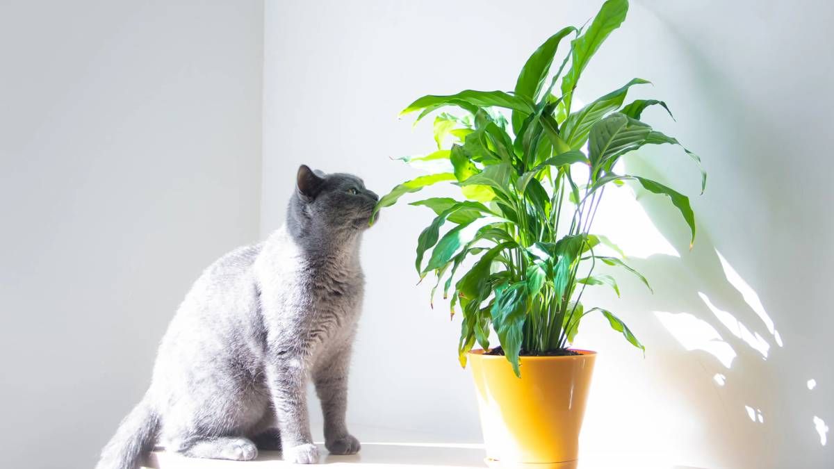 Las 10 plantas de interior más seguras y amigables con las mascotas del hogar