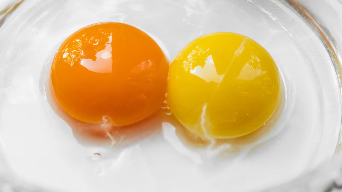 La yema de un huevo puede presentarse de color amarilla o naranja, dependiendo del tipo de alimentación que tenga la gallina.