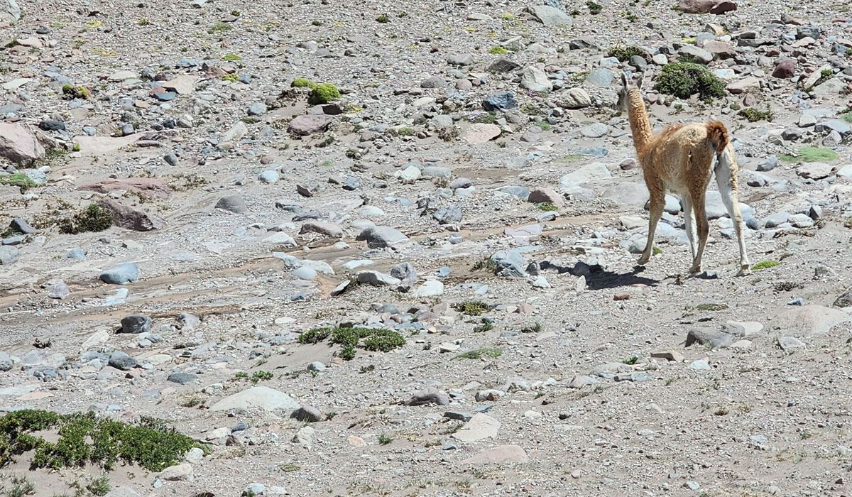 Laguna del Diamante: precios, fotos y videos impactantes de un lugar soñado en Mendoza Laguna del Diamante: precios, fotos y videos impactantes de un lugar soñado en Mendoza