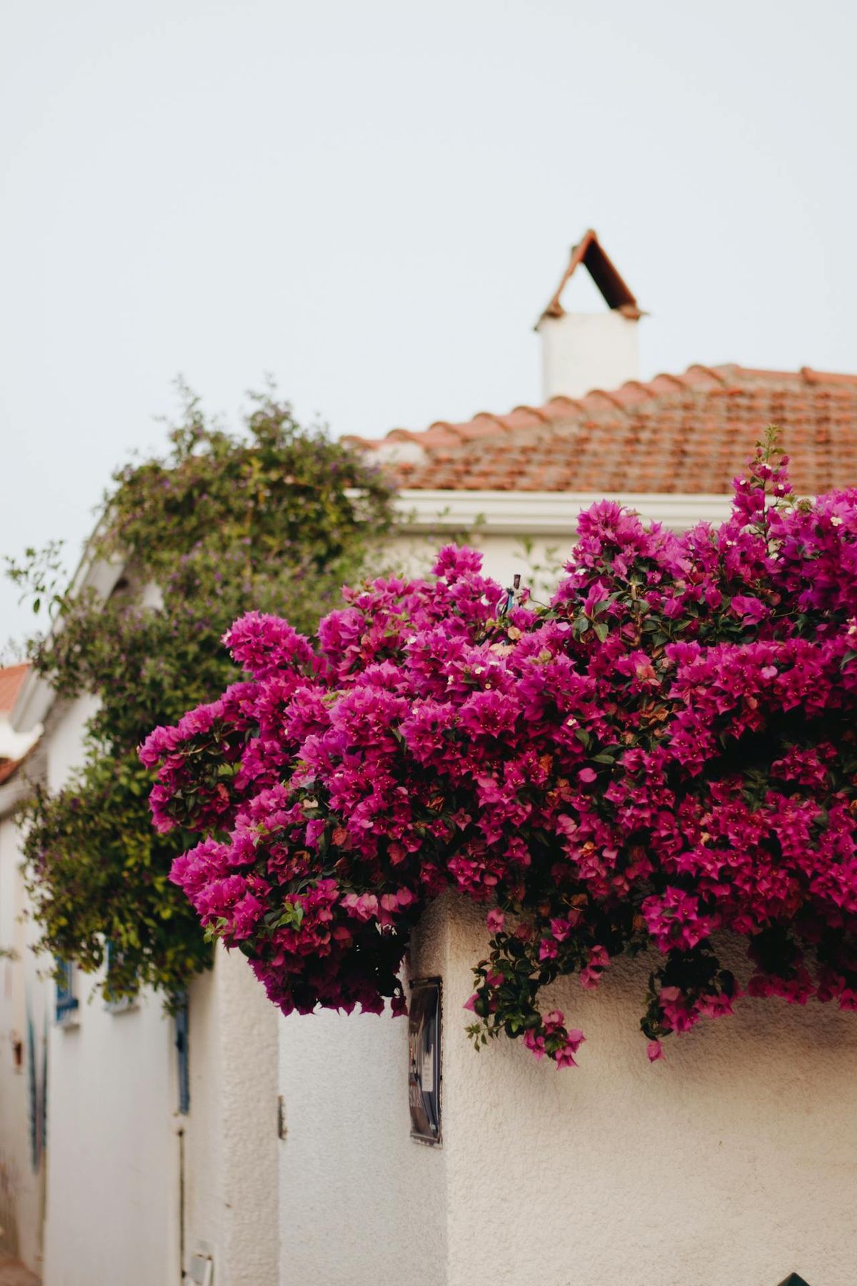 La buganvilla es una planta ornamental que requiere pocos cuidados. Imagen: Pexels.