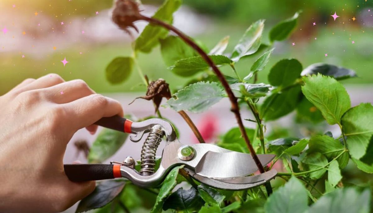Tres plantas del jardín que deberías podar en abril. Imagen: Redacción Diario Uno.