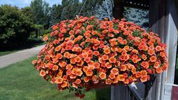 La calibrachoa es una planta que tiene flores pequeñas, a menudo en forma de campana.