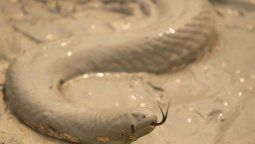 Animales en estampida y un silencio estremecedor sacuden el Amazonas
