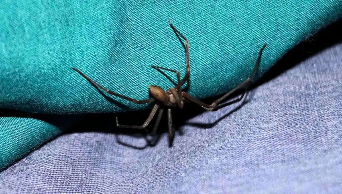 La araña violinista puede ser ahuyentada a través del uso de una popular planta