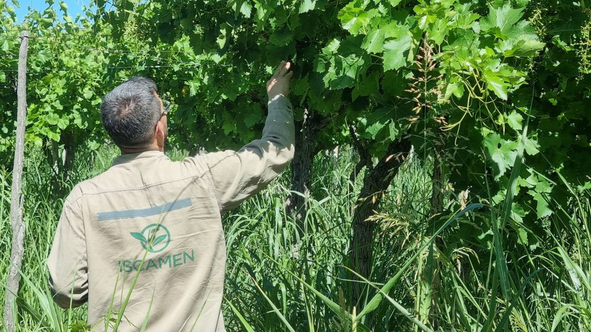 La red de trampeo del Iscamen comprobó que las capturas de ejemplares de Lobesia en los viñedos se redujeron 70%. Histórico. La red de trampeo del Iscamen comprobó que las capturas de ejemplares de Lobesia en los viñedos se redujeron 70%. Histórico.