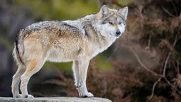 Qué animal eres según tu fecha de nacimiento