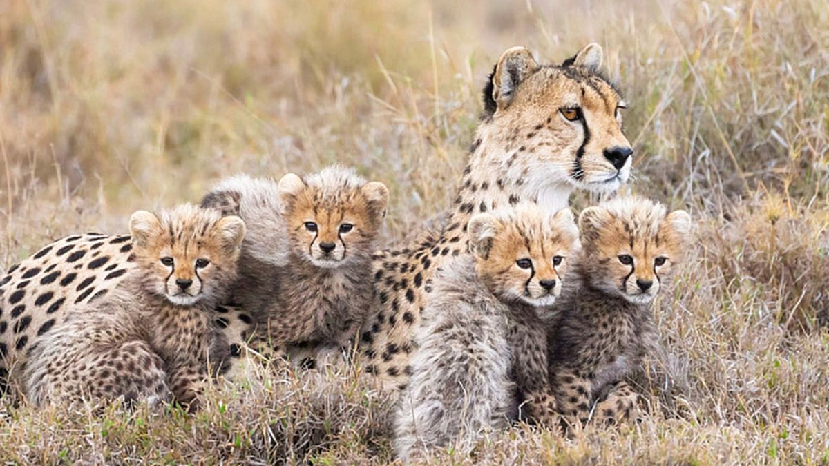 Científicos descubren una nueva especie felina después de 40 años de "extinción" Científicos descubren una nueva especie felina después de 40 años de "extinción"