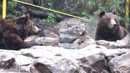 Dos osas pardas del Zoo de Mendoza viven ahora en un recinto más grande