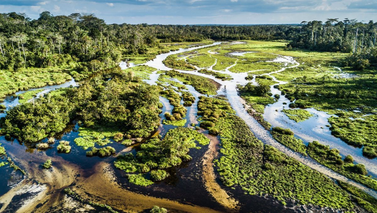 Todos conocen la selva del Amazonas, pero pocos saben del segundo pulmón del planeta Tierra