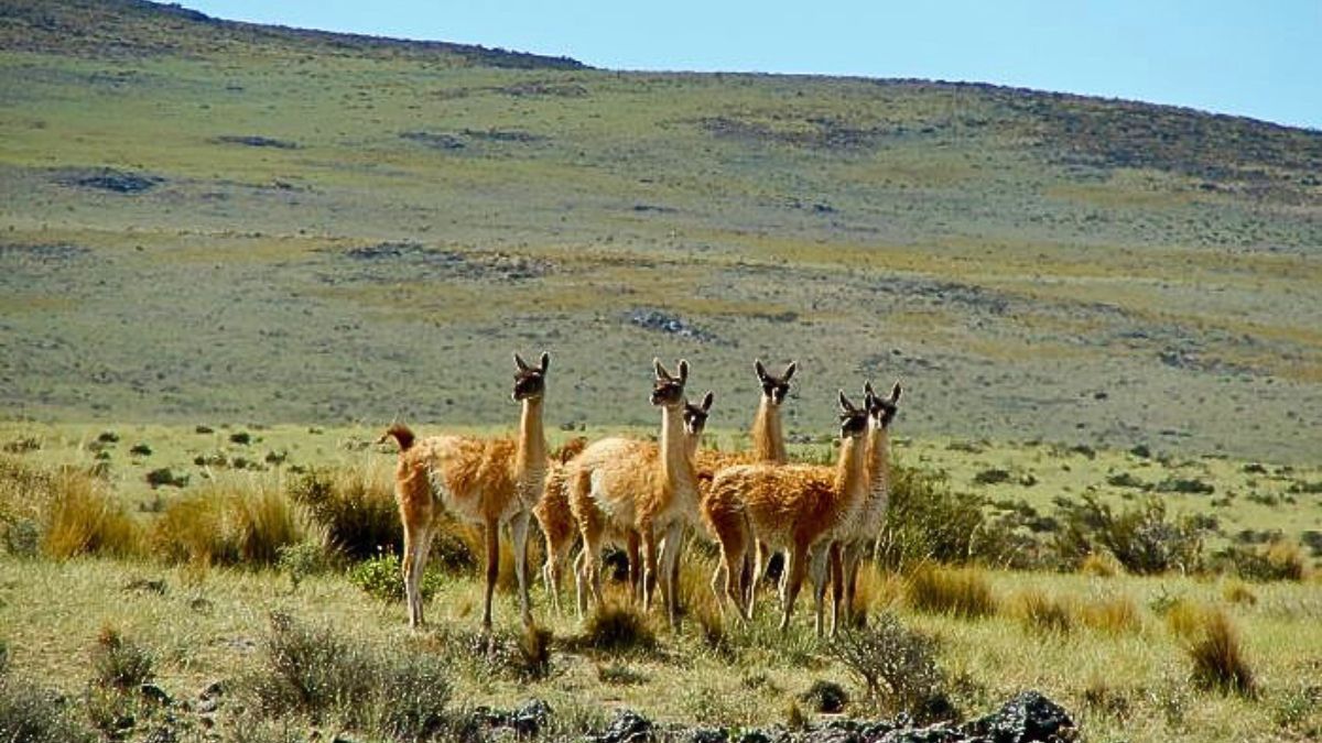 Cada año, los guanacos de La Payunia suben a lo alto de las montañas en verano y bajan al valle en invierno en busca de comida. Cada año, los guanacos de La Payunia suben a lo alto de las montañas en verano y bajan al valle en invierno en busca de comida.