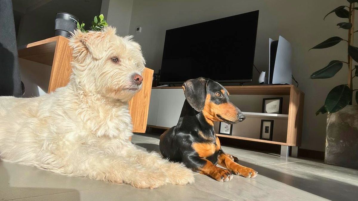 Los perritos son la familia de Bianca y llegaron a su vida para darle sentido. Sus videos son virales. Los perritos son la familia de Bianca y llegaron a su vida para darle sentido. Sus videos son virales.