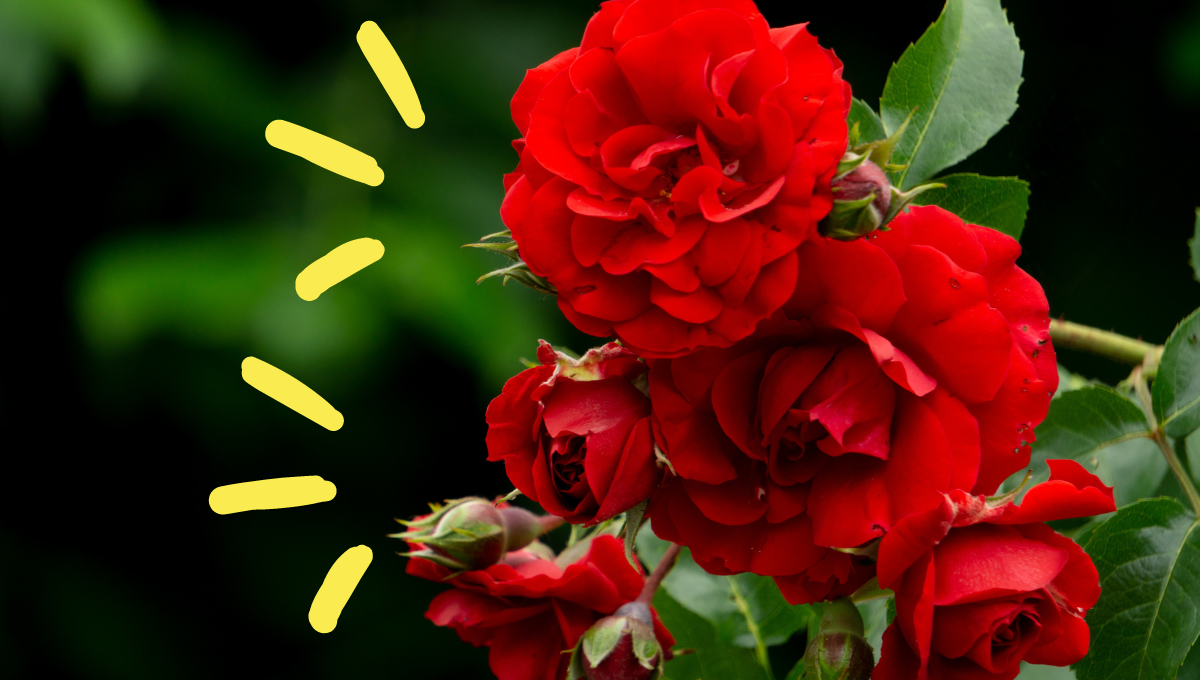 Toma nota de los cuidados que debe tener un rosal para que no se seque