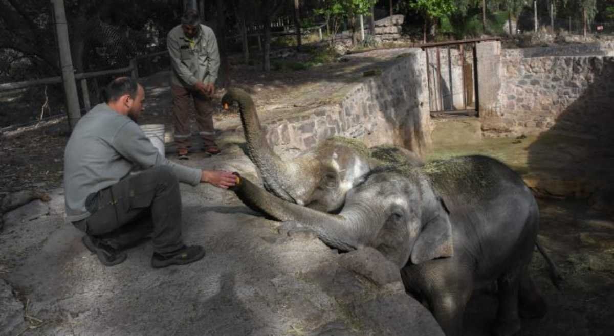 Los elefantes ya no sufrirán el stress del encierro al ser llevados a un santuario que les ofrece un medio natural para vivir.