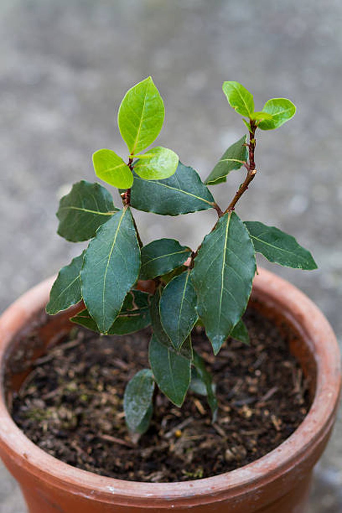 Esta planta no exige cuidados de jardinería complejos. Esta planta no exige cuidados de jardinería complejos.