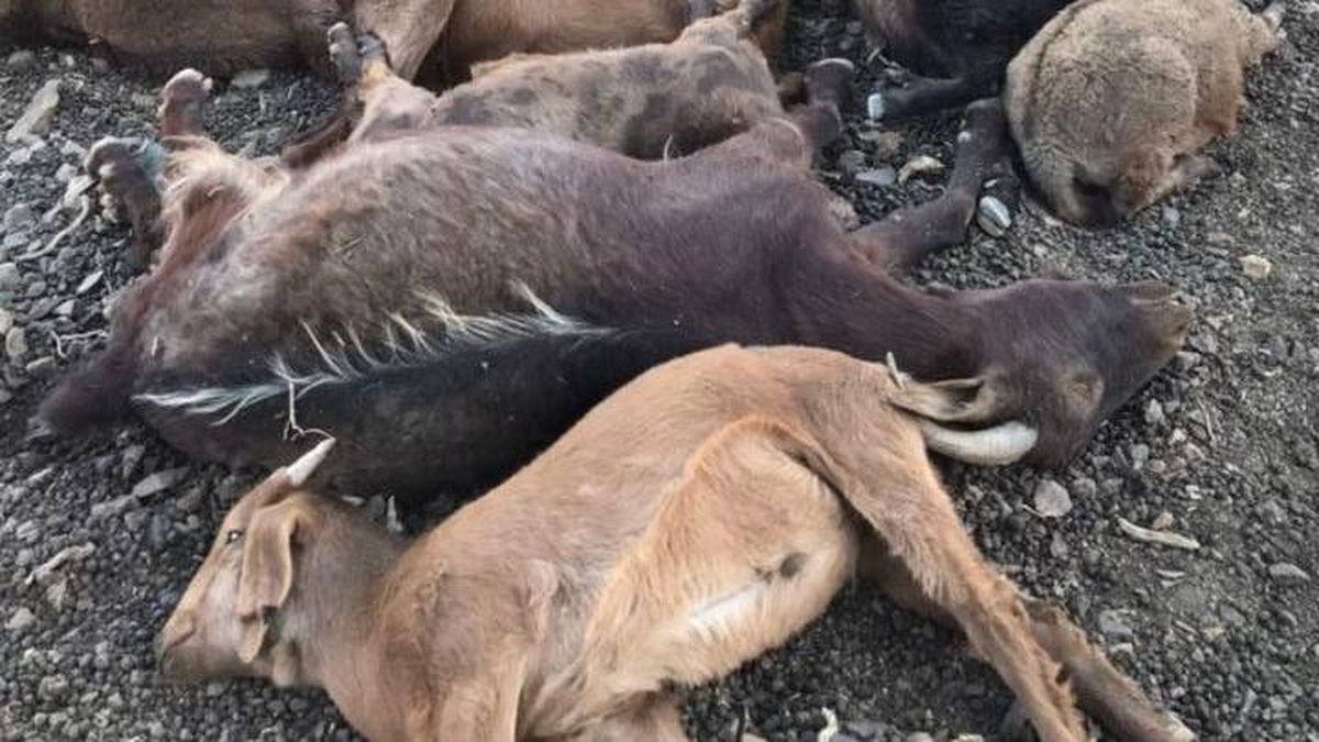 Más de 25 cabras y chivos aparecieron muertos en un puesto cerca de El Desecho, en Los Molles. Fotos: Gentileza.