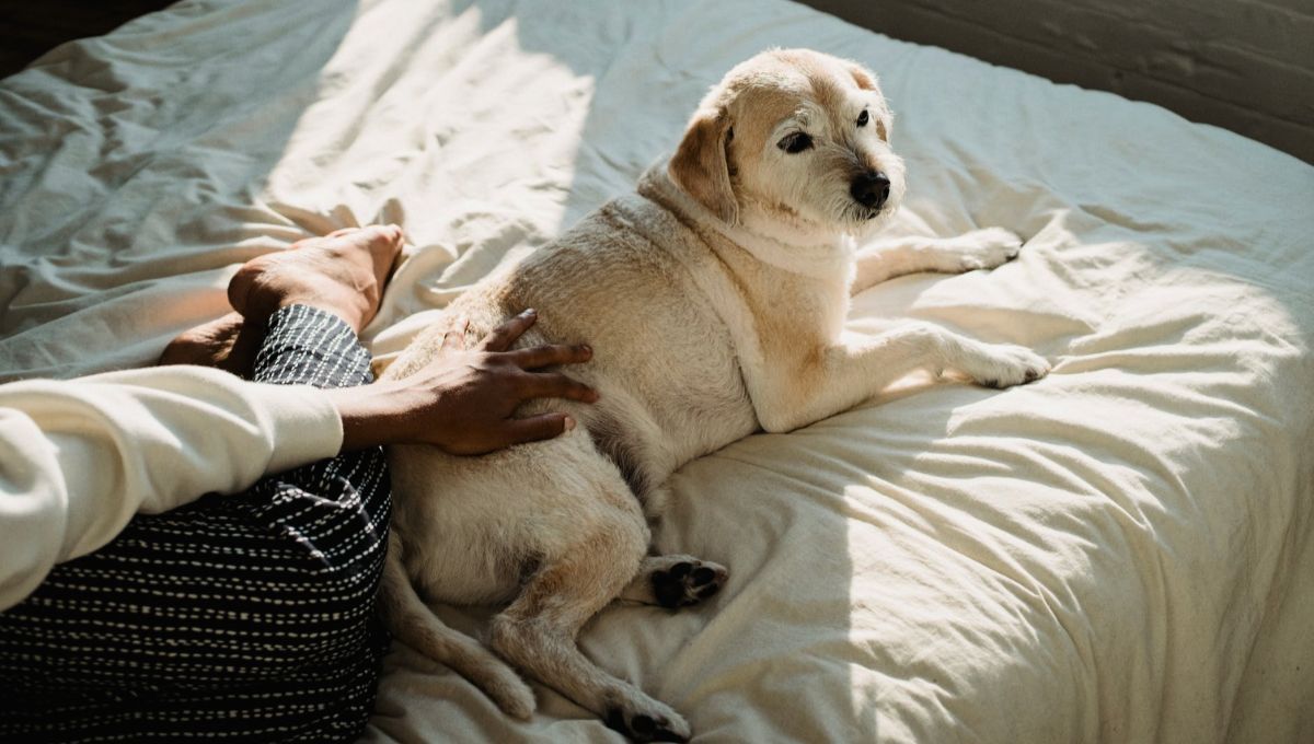 Una página especializada ha revelado la razón de este comportamiento en los perros 