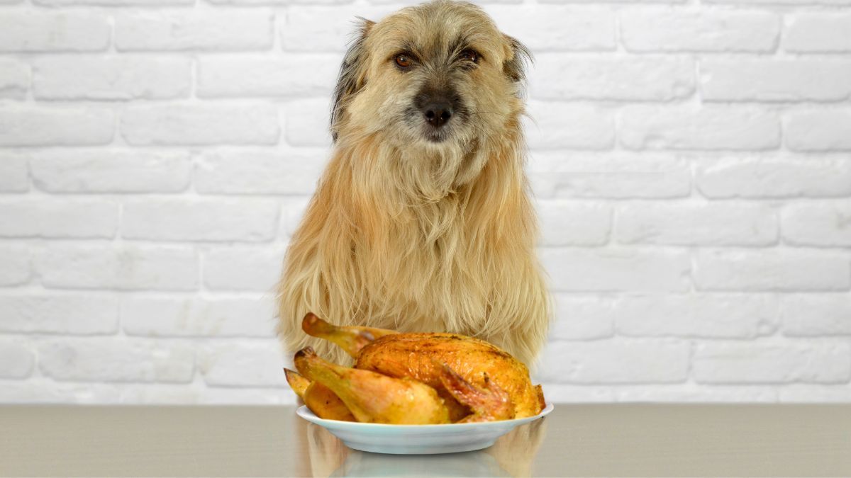 Qué hacer si tu perro come un hueso de pollo y cómo actuar a tiempo Qué hacer si tu perro come un hueso de pollo y cómo actuar a tiempo