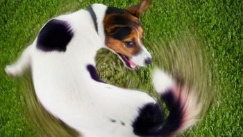 Adiestramiento canino: cómo enseñar a tu perro a girar sobre sí mismo en solo 5 minutos Adiestramiento canino: cómo enseñar a tu perro a girar sobre sí mismo en solo 5 minutos