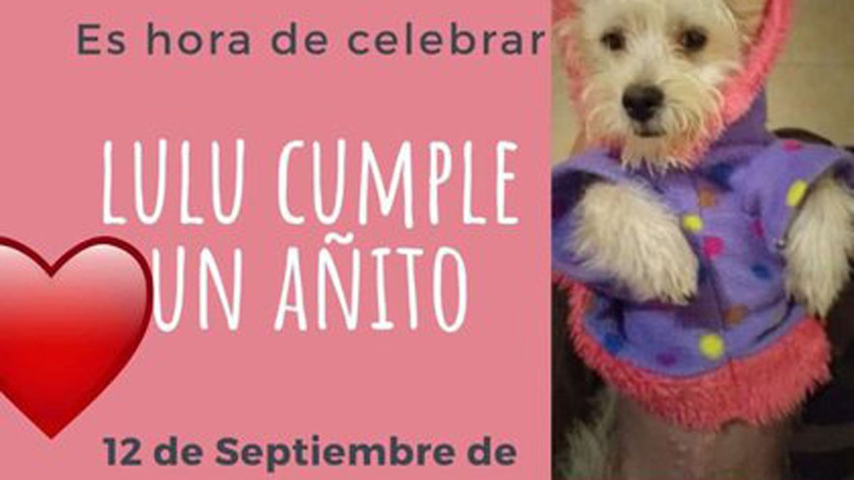 Funcionaria municipal fue despedida tras organizar una fiesta por el cumpleaños de su perro