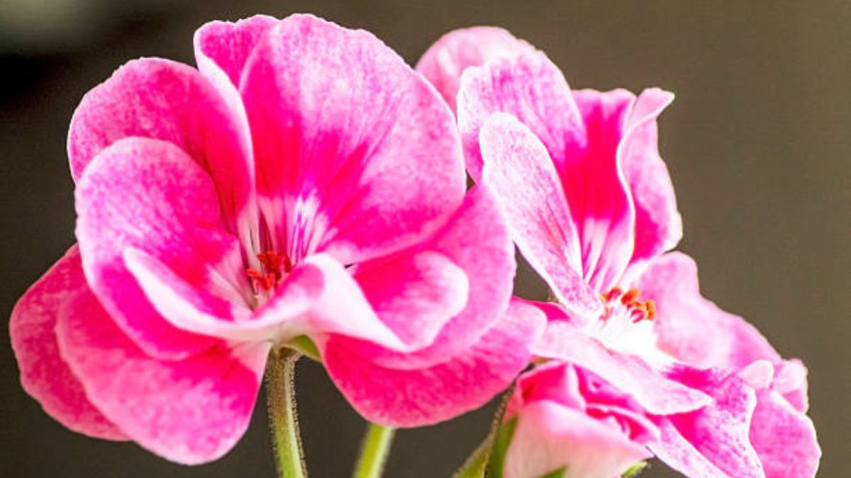 El aceite de esta flor ayuda a cicatrizar heridas, mejora la circulación sanguínea y alivia dolores articulares