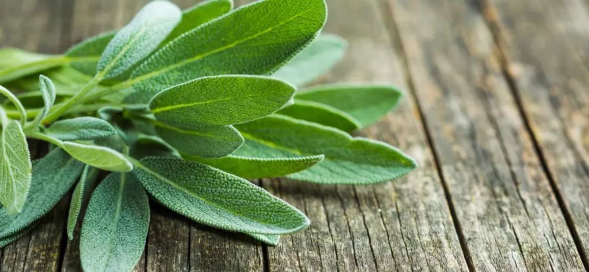 Mate rico y saludable. La salvia es una gran aliada para controlar el azúcar en sangre. Mate rico y saludable. La salvia es una gran aliada para controlar el azúcar en sangre. 