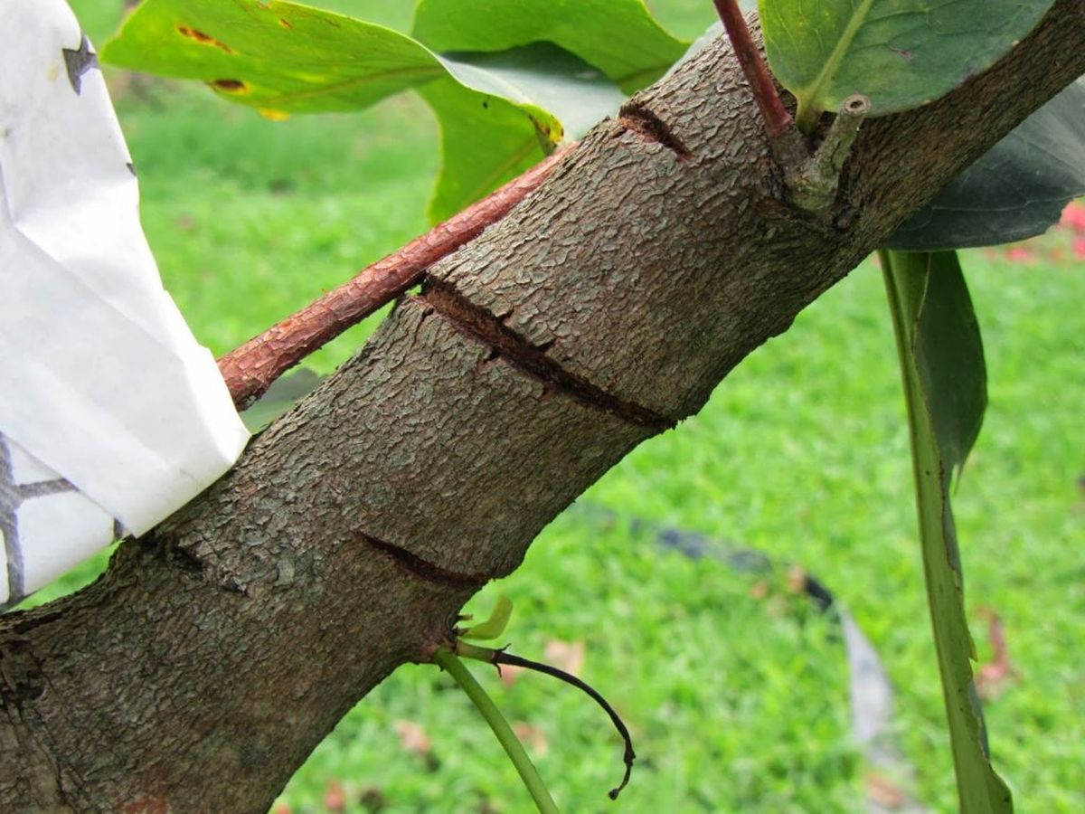 El anillado del limonero debe hacerse correctamente y mediante expertos El anillado del limonero debe hacerse correctamente y mediante expertos