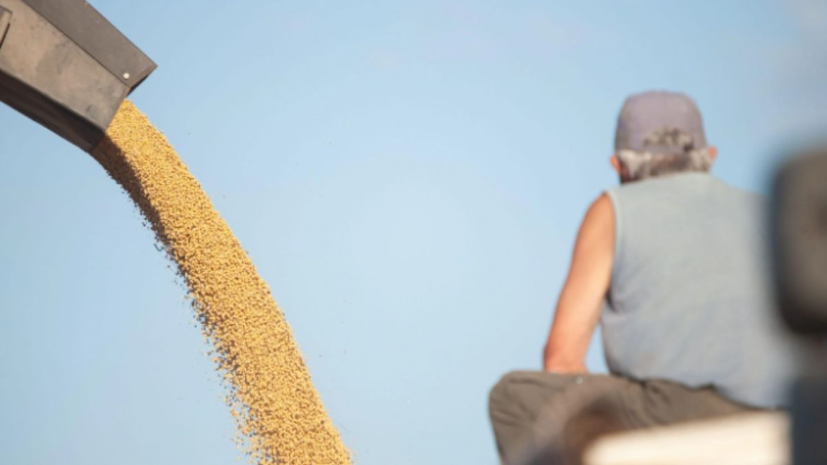 Un trabajador observa cómo caen granos de soja en una granja de Santa Fe, Argentina. El país aún permite el uso de paraquat, un pesticida prohibido en Perú por sus efectos potencialmente nocivos (Imagen: Patricio Murphy / Alamy) Un trabajador observa cómo caen granos de soja en una granja de Santa Fe, Argentina. El país aún permite el uso de paraquat, un pesticida prohibido en Perú por sus efectos potencialmente nocivos (Imagen: Patricio Murphy / Alamy)