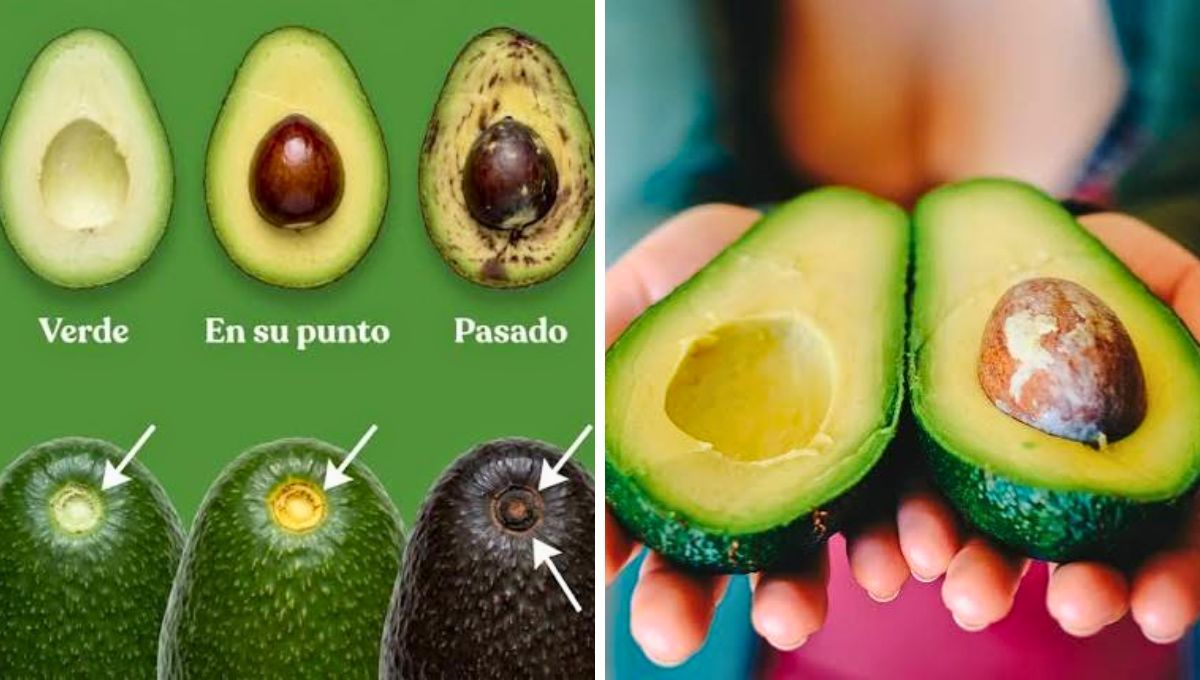 Algunos tips para elegir correctamente una palta. Algunos tips para elegir correctamente una palta.
