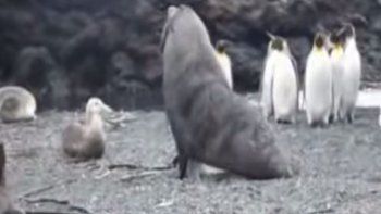 Video: una foca abusó sexualmente de un pingüino